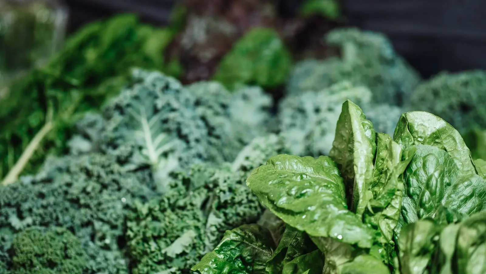 Fresh kale and spinach, leafy greens rich in folate