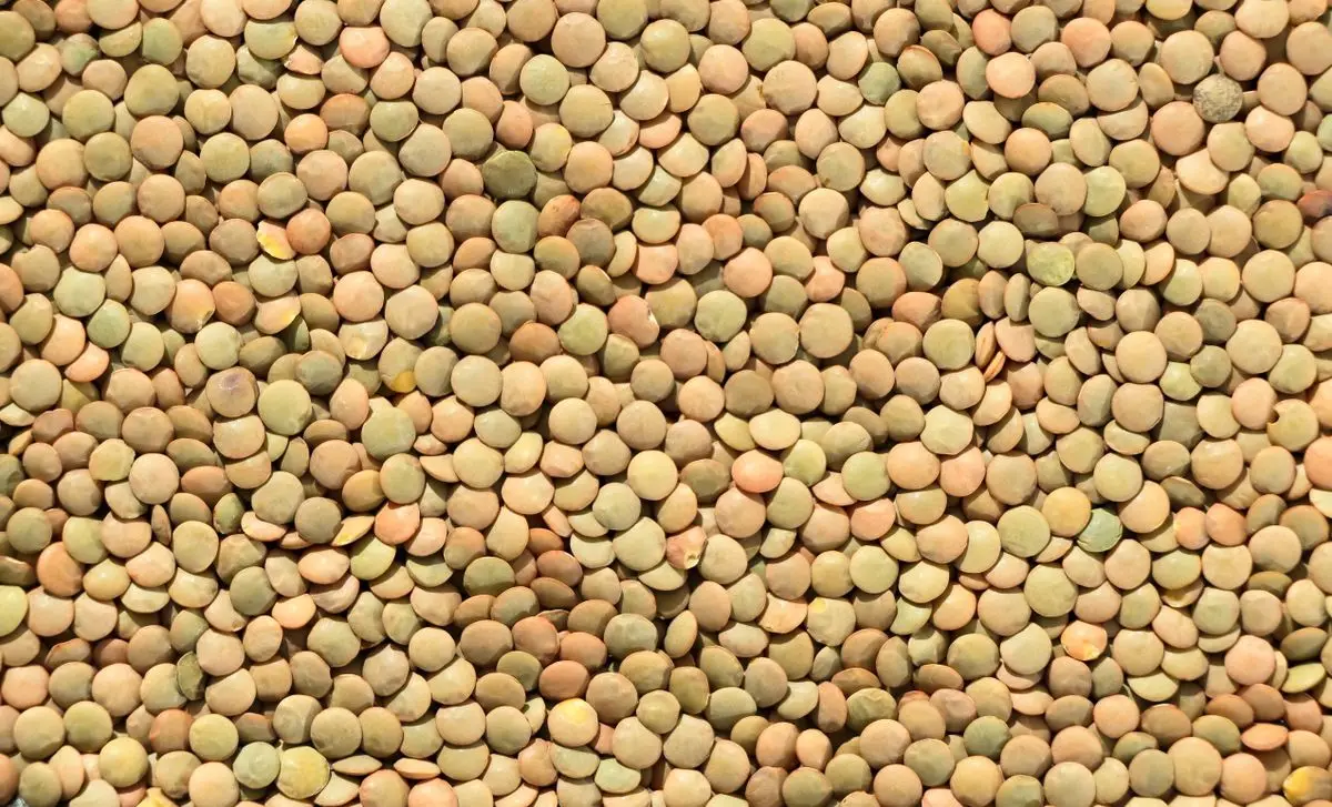 Dried green-brown lentils, about the size of your baby at 6 weeks pregnant