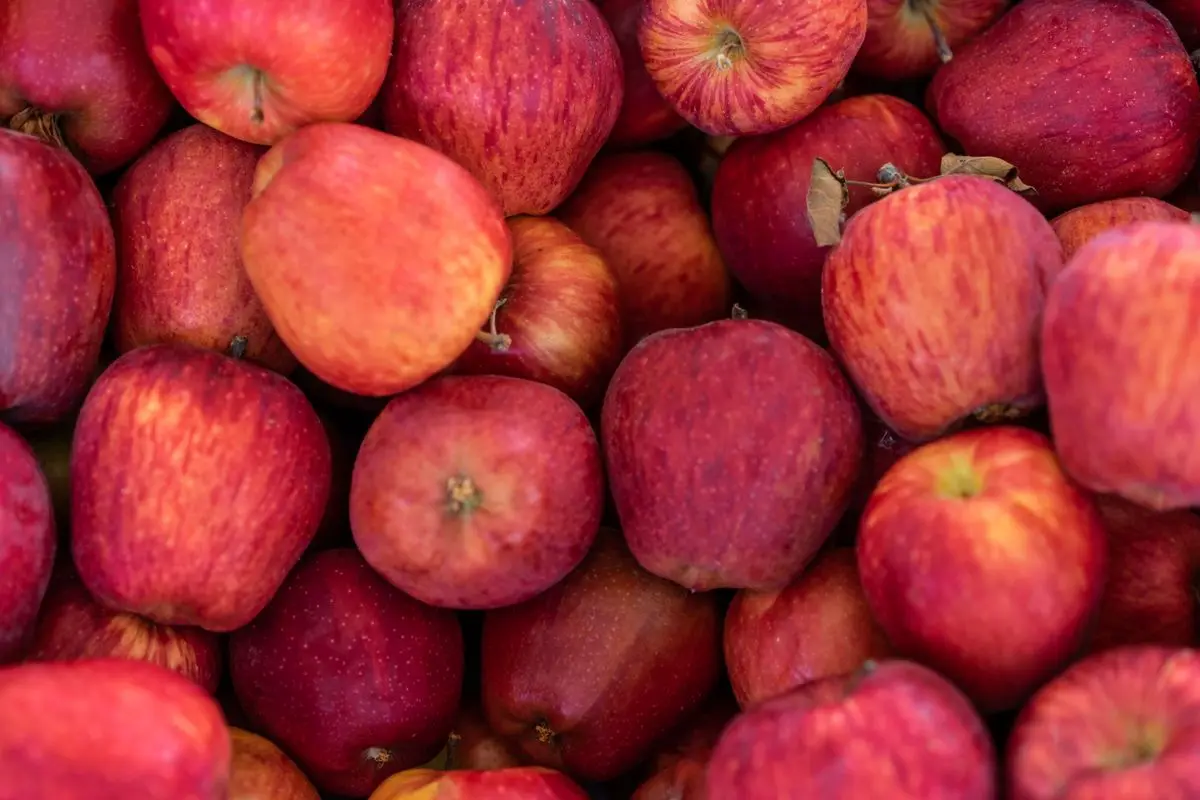 A pile of fresh red apples, about the size of your baby at 15 weeks pregnant