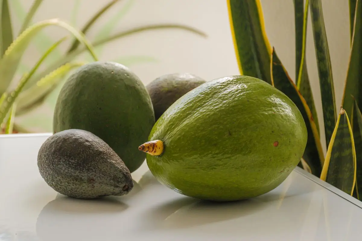 Ripe avocados on a white surface, about the size of your baby at 16 weeks pregnant