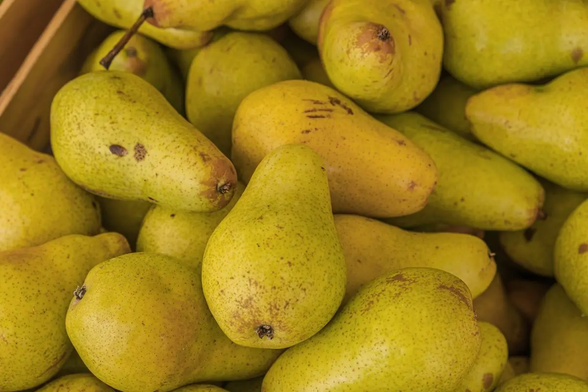 Ripe yellow-green pears piled together, about the size of your baby at 17 weeks pregnant