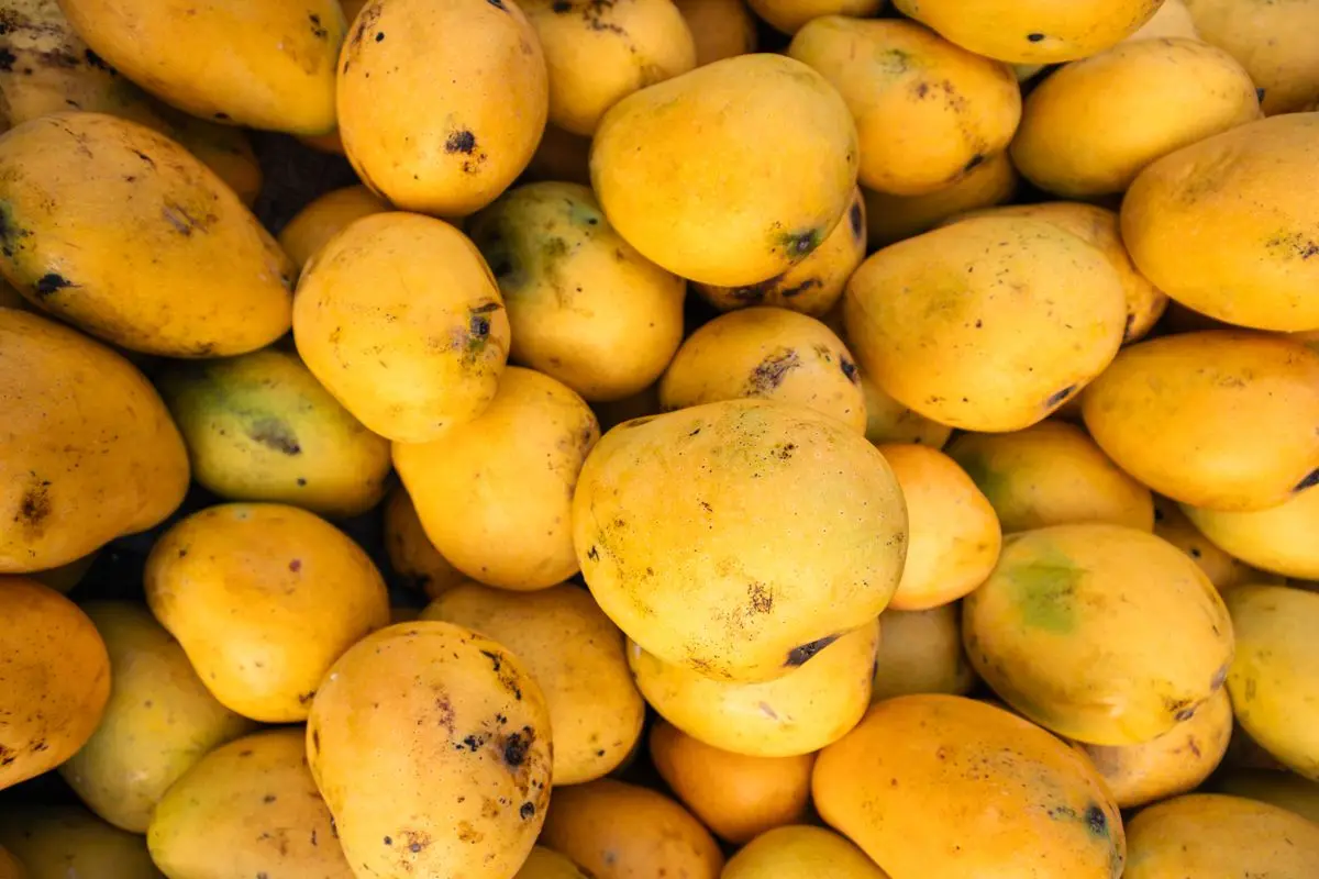 A pile of ripe yellow mangoes, about the size of your baby at 19 weeks pregnant