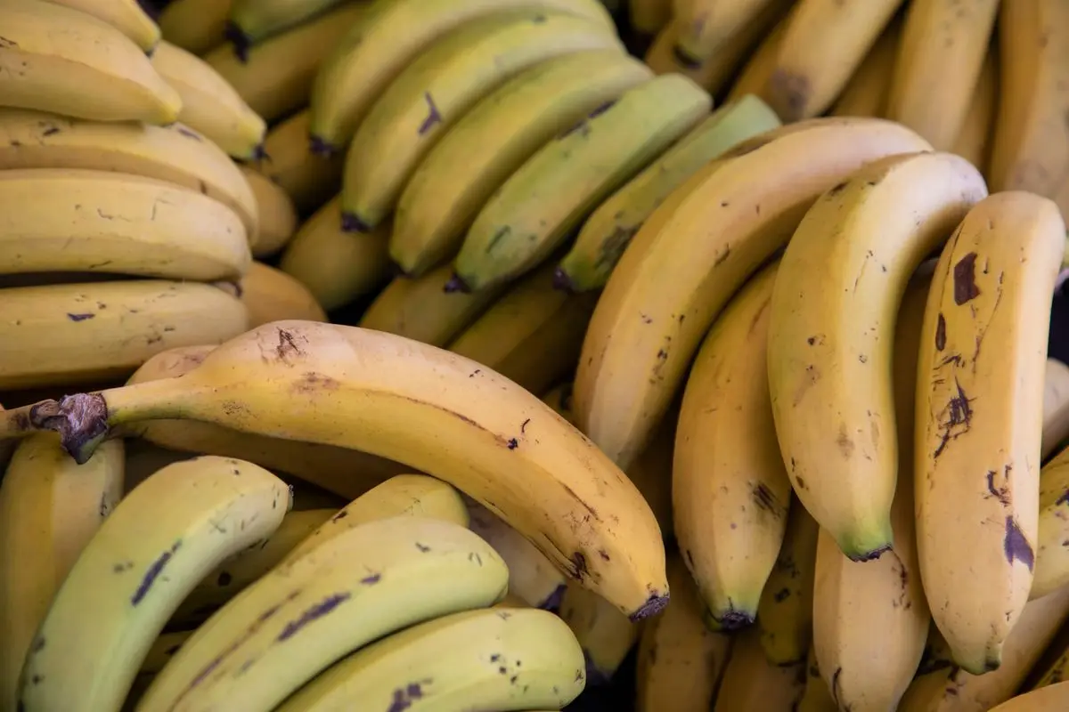 A bunch of fresh bananas, about the size of your baby at 20 weeks pregnant