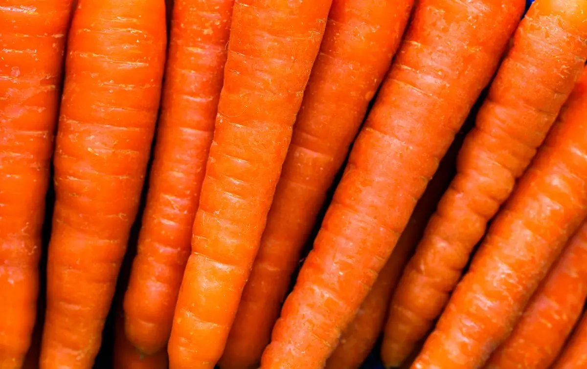 Fresh orange carrots stacked together, about the size of your baby at 21 weeks pregnant