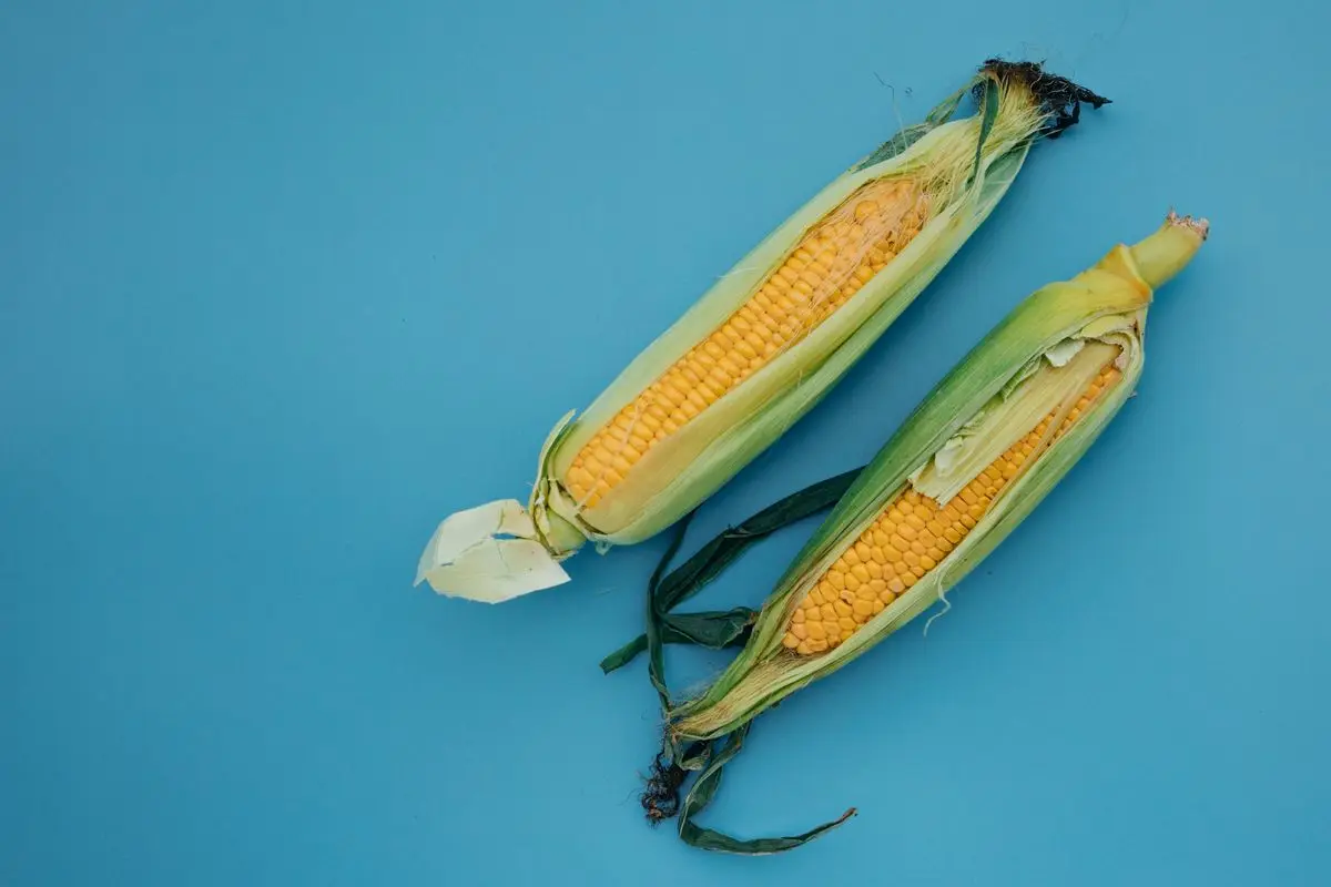 Two fresh ears of corn on the cob with husks, on a blue background, about the size of your baby at 24 weeks pregnant