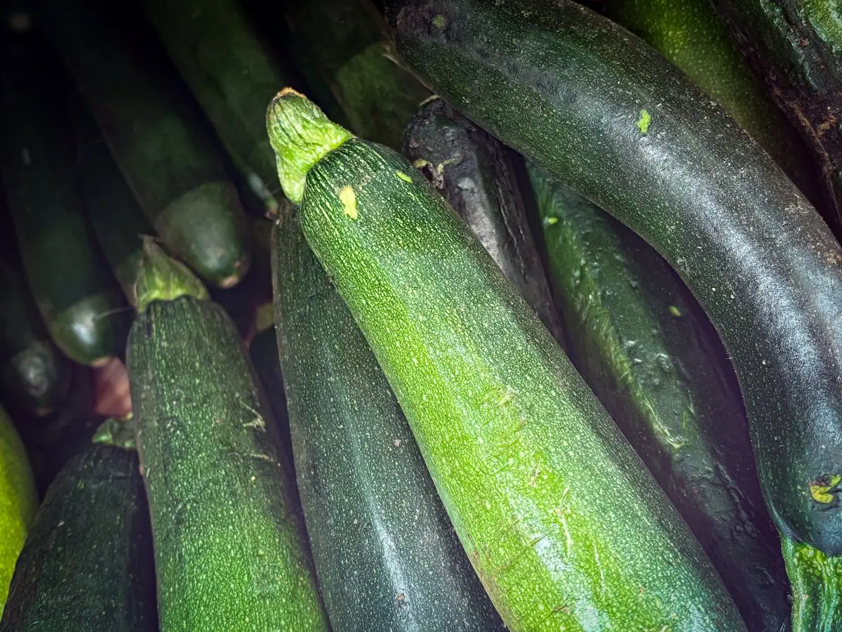 Fresh green zucchini (courgettes) stacked together, about the size of your baby at 25 weeks pregnant