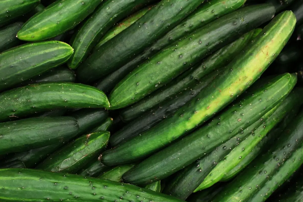 Fresh green cucumbers piled together, about the size of your baby at 26 weeks pregnant