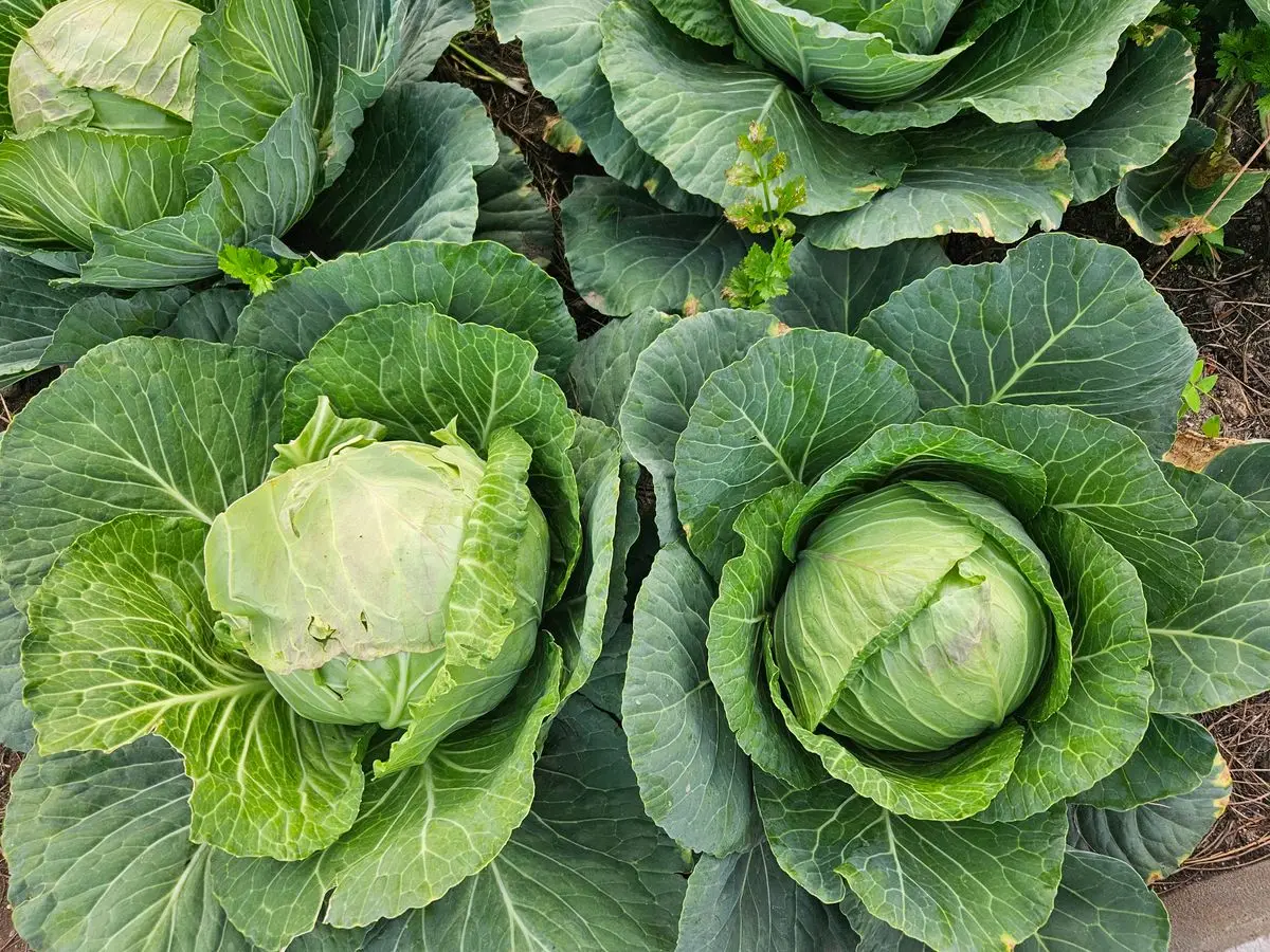 Two fresh green cabbages growing in a garden, about the size of your baby at 30 weeks pregnant