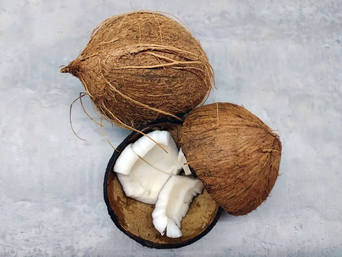 Whole and halved brown coconuts on a grey surface, about the size of your baby at 31 weeks pregnant