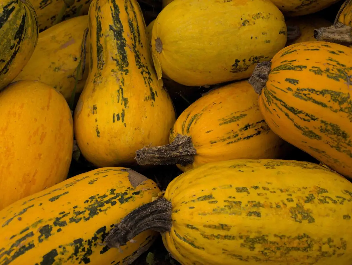 Yellow and orange striped spaghetti squashes piled together, about the size of your baby at 32 weeks pregnant
