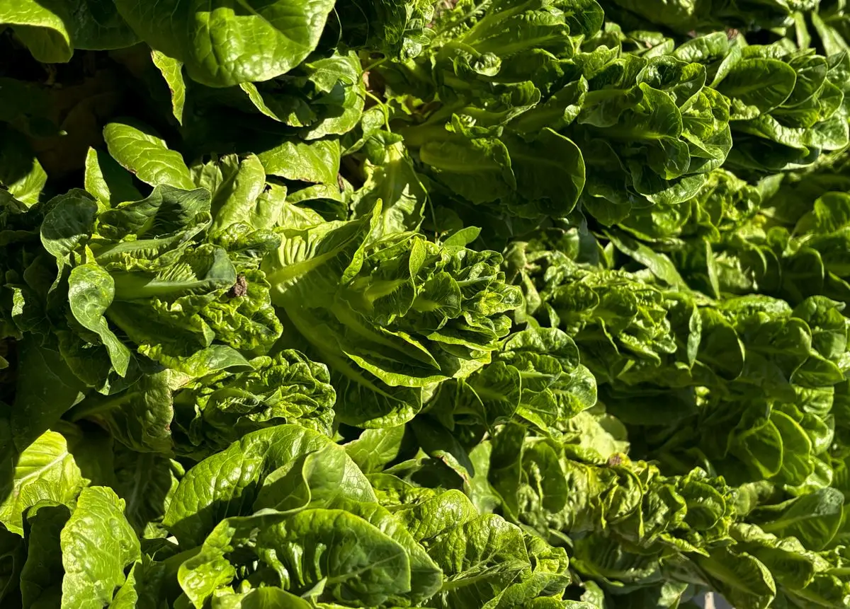Fresh green romaine lettuce leaves, about the size of your baby at 36 weeks pregnant