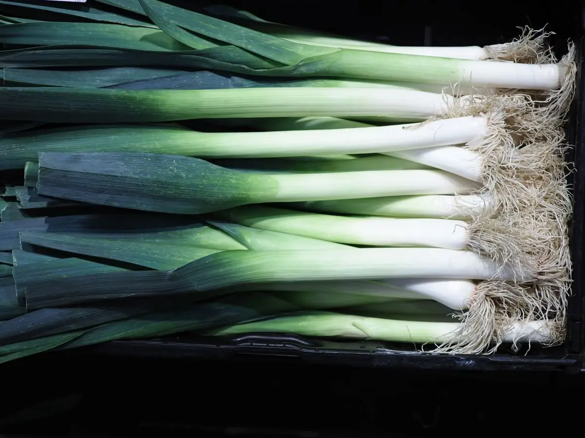 Fresh leeks with white stems and green tops laid side by side, about the size of your baby at 37 weeks pregnant
