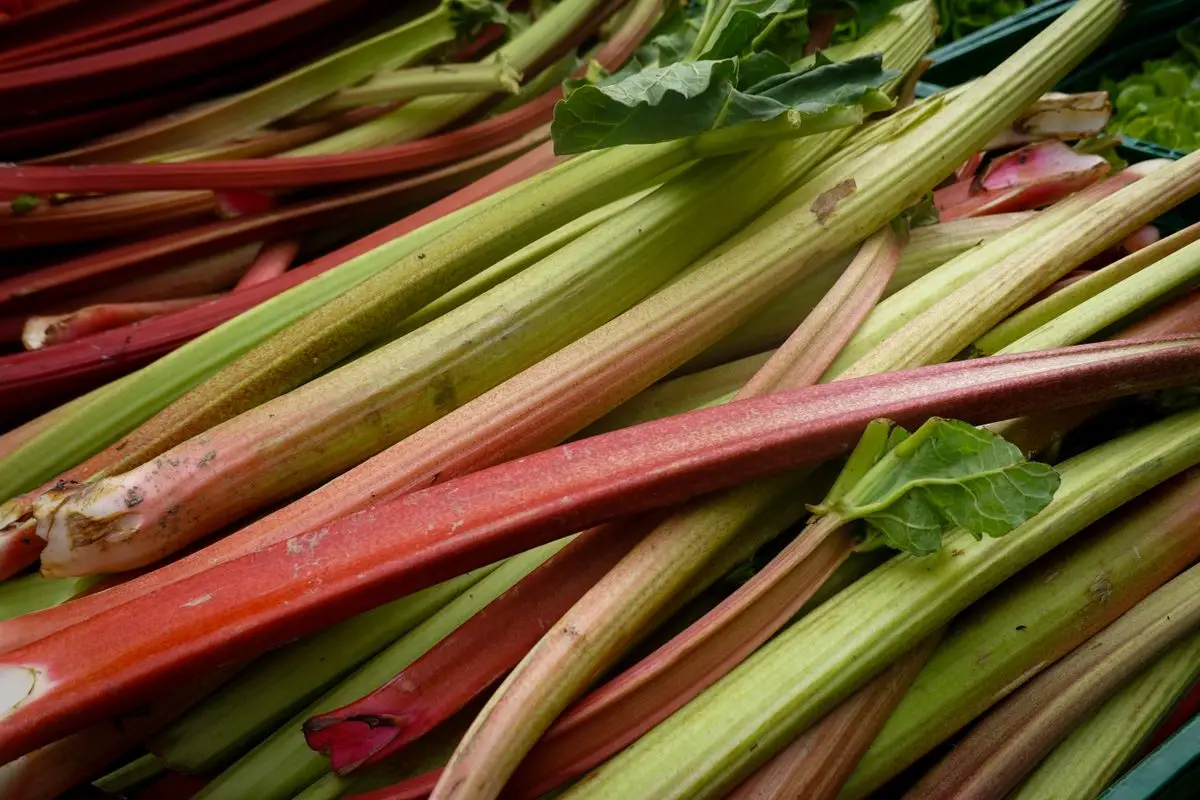 Fresh red and green rhubarb stalks, about the size of your baby at 38 weeks pregnant