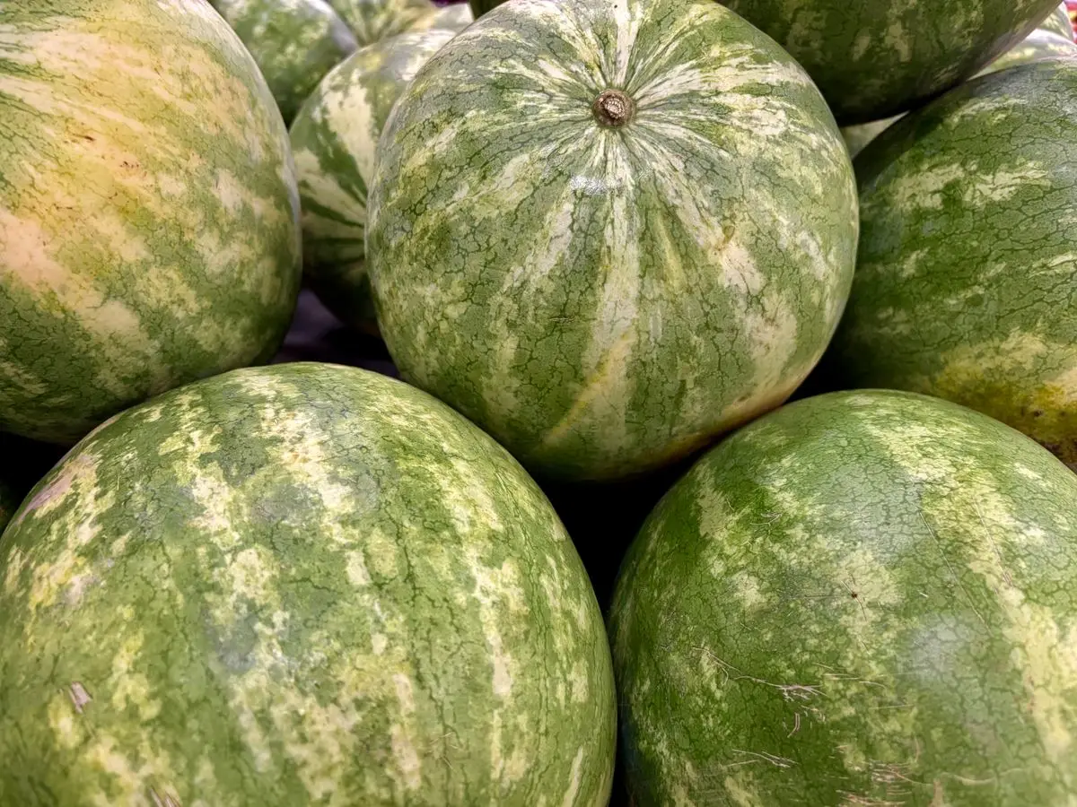 Whole green striped watermelons, about the size of your baby at 39 weeks pregnant