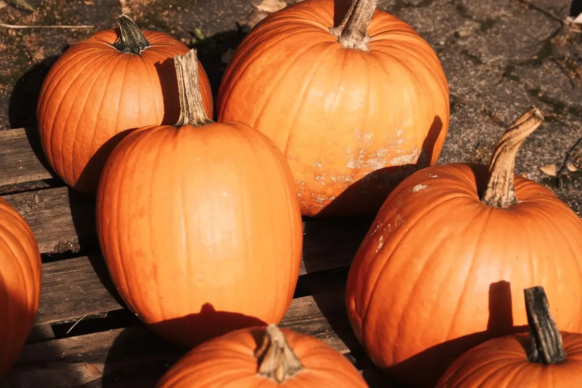 Orange pumpkins on a wooden surface, about the size of your baby at 40 weeks pregnant